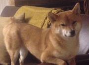 英雄联盟总决赛-钢铁是这样炼成的，奥运周期关键战，托尼的高能输出之夜