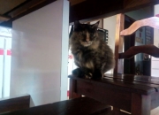 LOL赛事-废土竞技场，莫兰特狂飙撕裂芝加哥铁幕