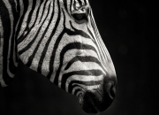 LOL赛事-精密仪器与艺术刀锋，当美国的钢铁防线遇上卡拉斯的致命一击