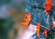 英雄联盟总决赛-世界排名争夺战白热化，步行者硬仗取胜骑士，焦点战改写东部格局