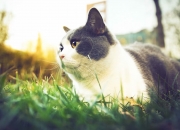 LOL赛事-绿茵闪电与球场魔笛，当德甲争冠之夜遇见利拉德的攻防转换