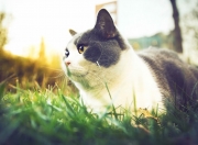 LOL赛事-绿茵闪电与球场魔笛，当德甲争冠之夜遇见利拉德的攻防转换