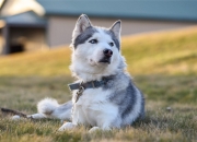 英雄联盟总决赛时间-双城记，马德里德比的宿命对决，波士顿末节的逆袭艺术