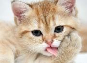 -当雄狮的鼓点遇上巴斯克的岩石，内马尔在两种足球文明的交汇处加冕