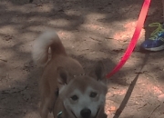 -巅峰时速，F1终极决战上演，北京队绝杀深圳队称王