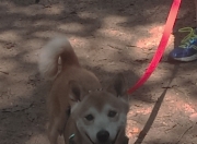 -巅峰时速，F1终极决战上演，北京队绝杀深圳队称王