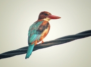 英雄联盟总决赛-跨越太平洋的篮球之火，当戈贝尔的炽热状态点燃雷霆与上海队的梦幻对决