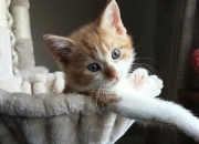 LOL赛事-莱万爆发！玻利维亚式战术如何短暂压制拉齐奥，却败于巨星闪耀