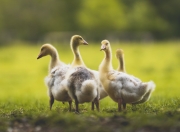 LOL决赛-北境新王！猛龙终结活塞六连胜，小浓眉制霸攻防定乾坤