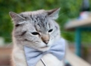 英雄联盟总决赛门票-魔术师导演团队交响，铁骑踏碎鹈鹕单打迷梦