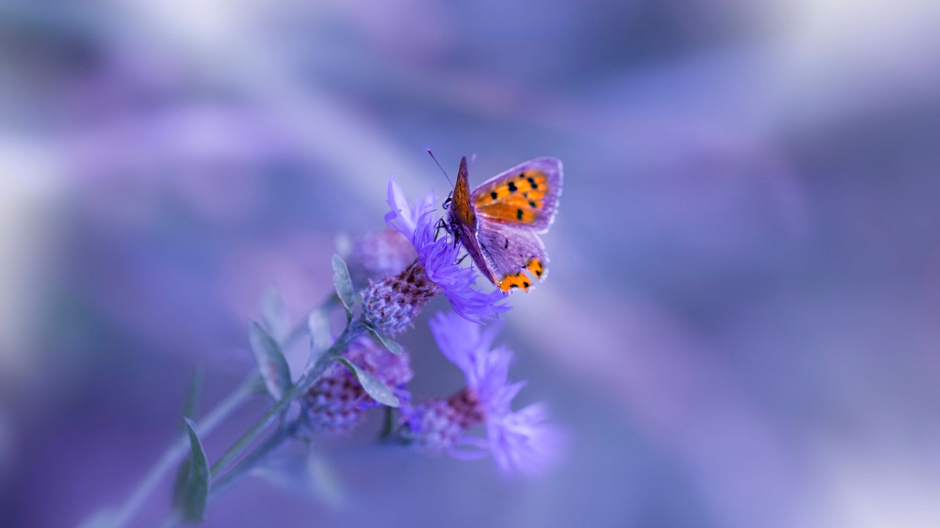 虚拟穹顶,字母哥与勒布朗的十一维篮球博弈