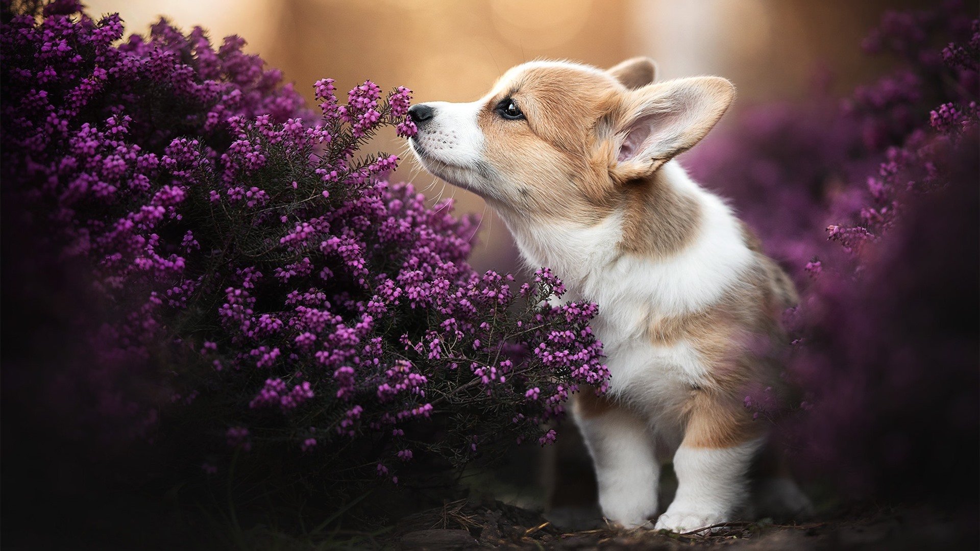 拉文抢七封神夜，马刺跨越大洋的强势晋级