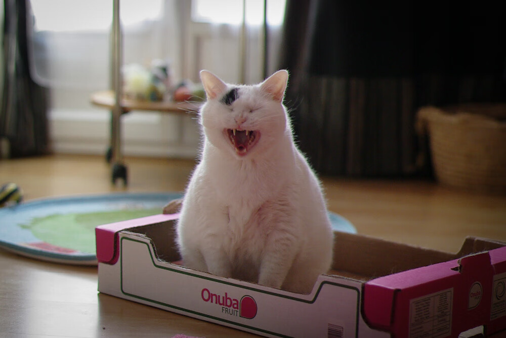 当巨兽踏入微缩盆景，卢卡库用一次呼吸，改写了尼斯与佛罗伦萨的整个季节