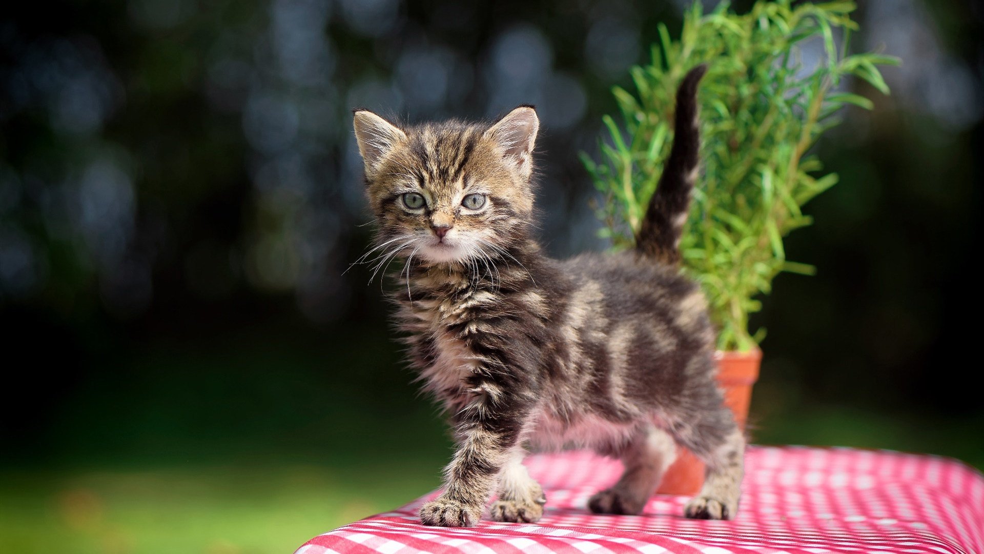 压力下的双重奏，尼日利亚强压中国与维尼修斯的爆发