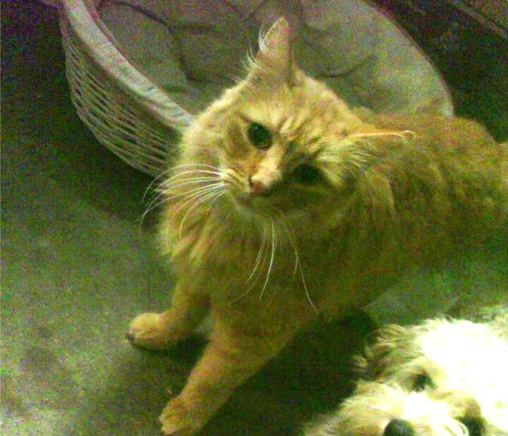 萨内闪电两连击，雷恩主场提前锁定胜局击溃贝蒂斯