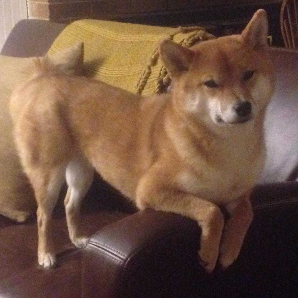 钢铁是这样炼成的，奥运周期关键战，托尼的高能输出之夜