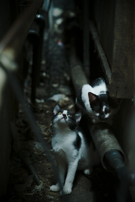 东方制霸与西方闪耀,足球世界中的国家崛起与个人英雄主义