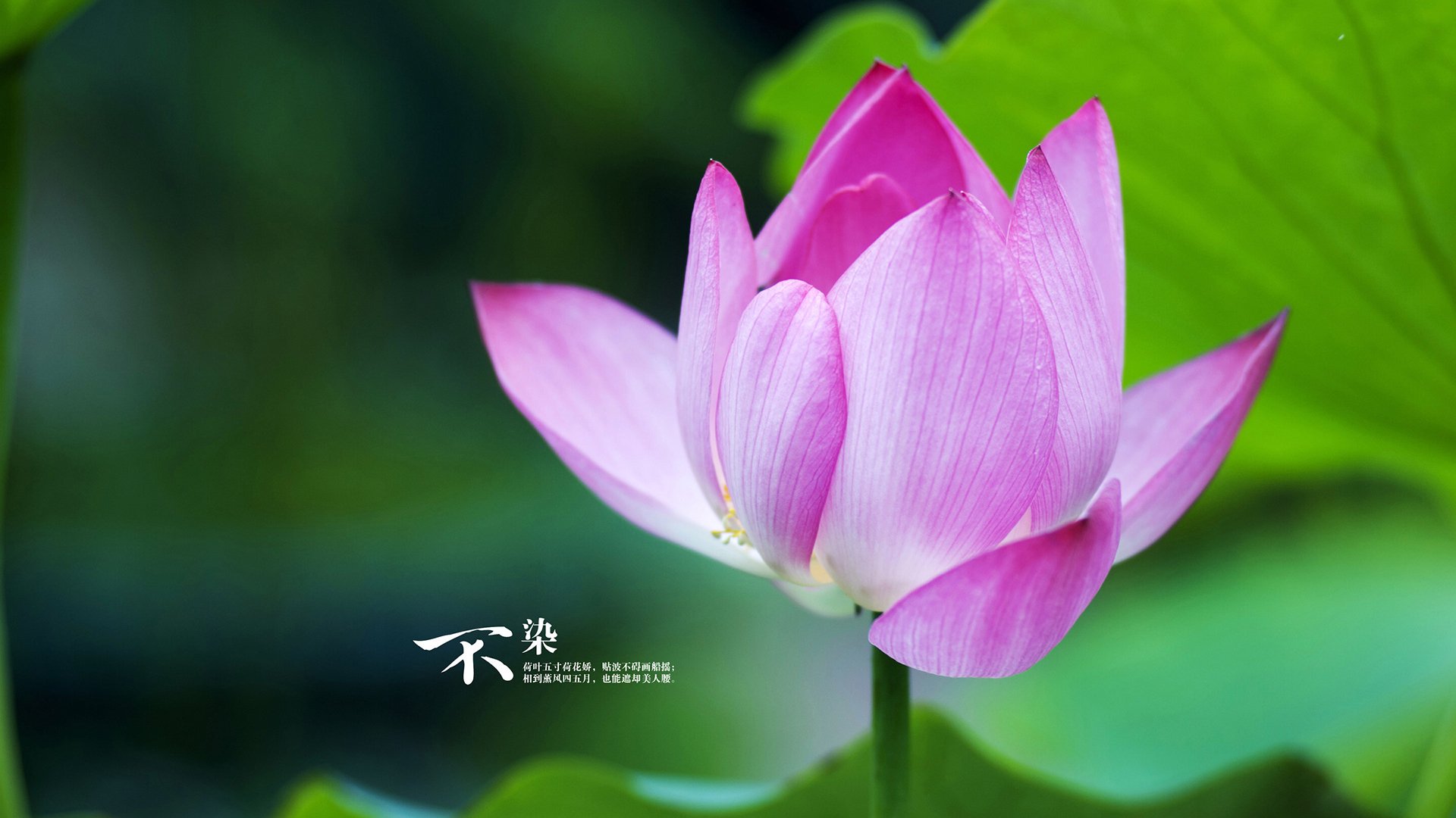 巨人对话之夜，文班亚马擎天封盖，马刺鏖战力克76人新王立威