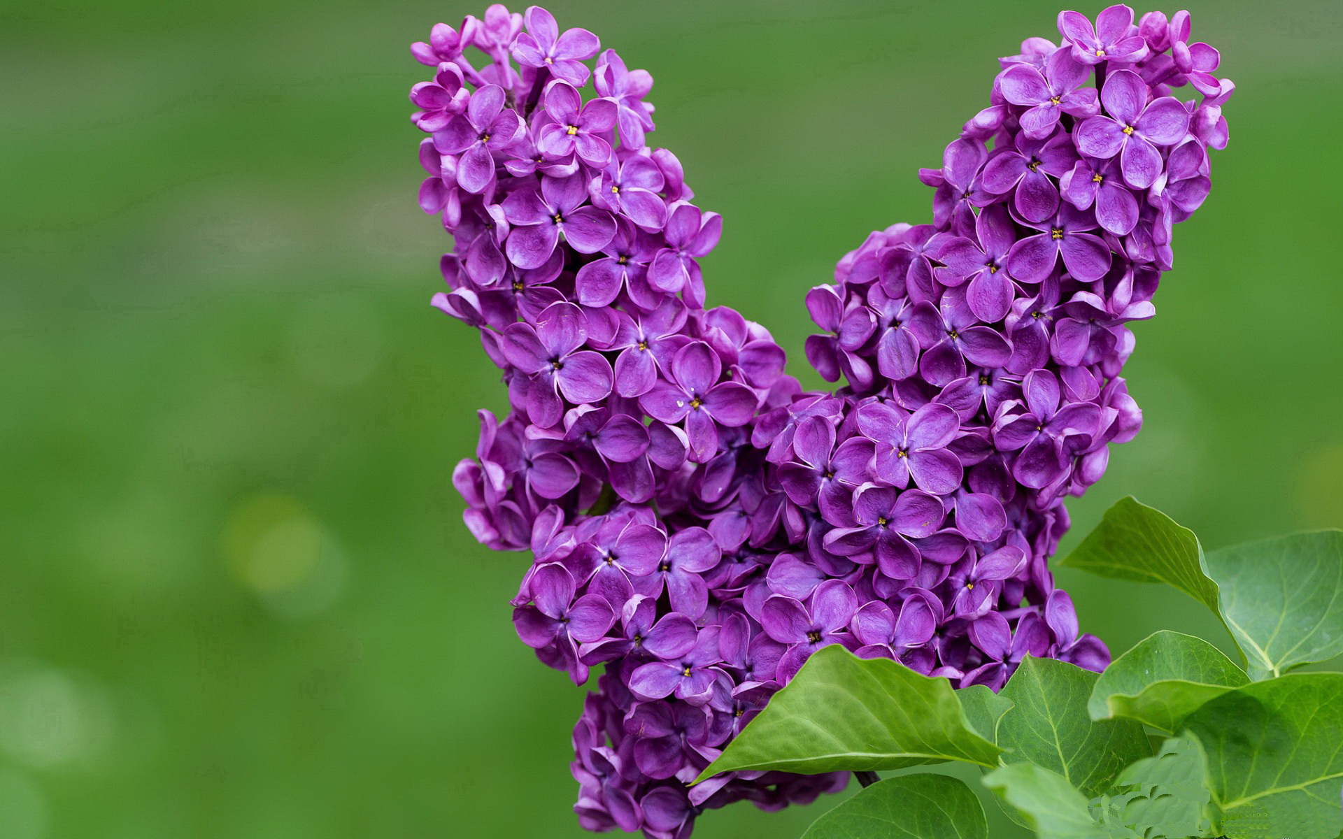 绿茵刺客与赛道狂飙,当阿圭罗的进球划破F1年度争冠之夜
