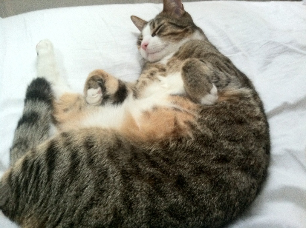 跨界之夜,当快船在篮球场上扬帆,约基奇在F1赛道上掌舵