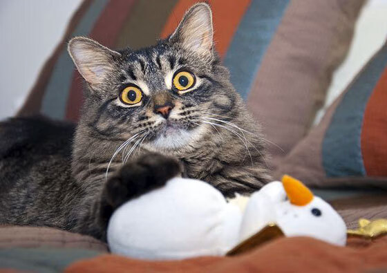 齿轮转动战鼓,夜幕巴黎见证,莱万点燃的火把照亮几内亚晋级之路