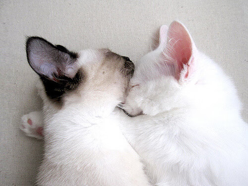 平行宇宙的哨响，当雷霆撕裂浙江，哈登在43000分里看见火焰