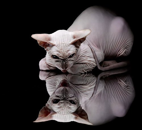 周期的重量，瞬间的光，拜仁晋级如何折射奥运之路