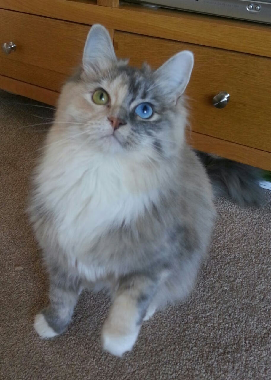 跨界天神，东决关键战之夜，姆巴佩如何以足球之魂主宰篮球比赛走向