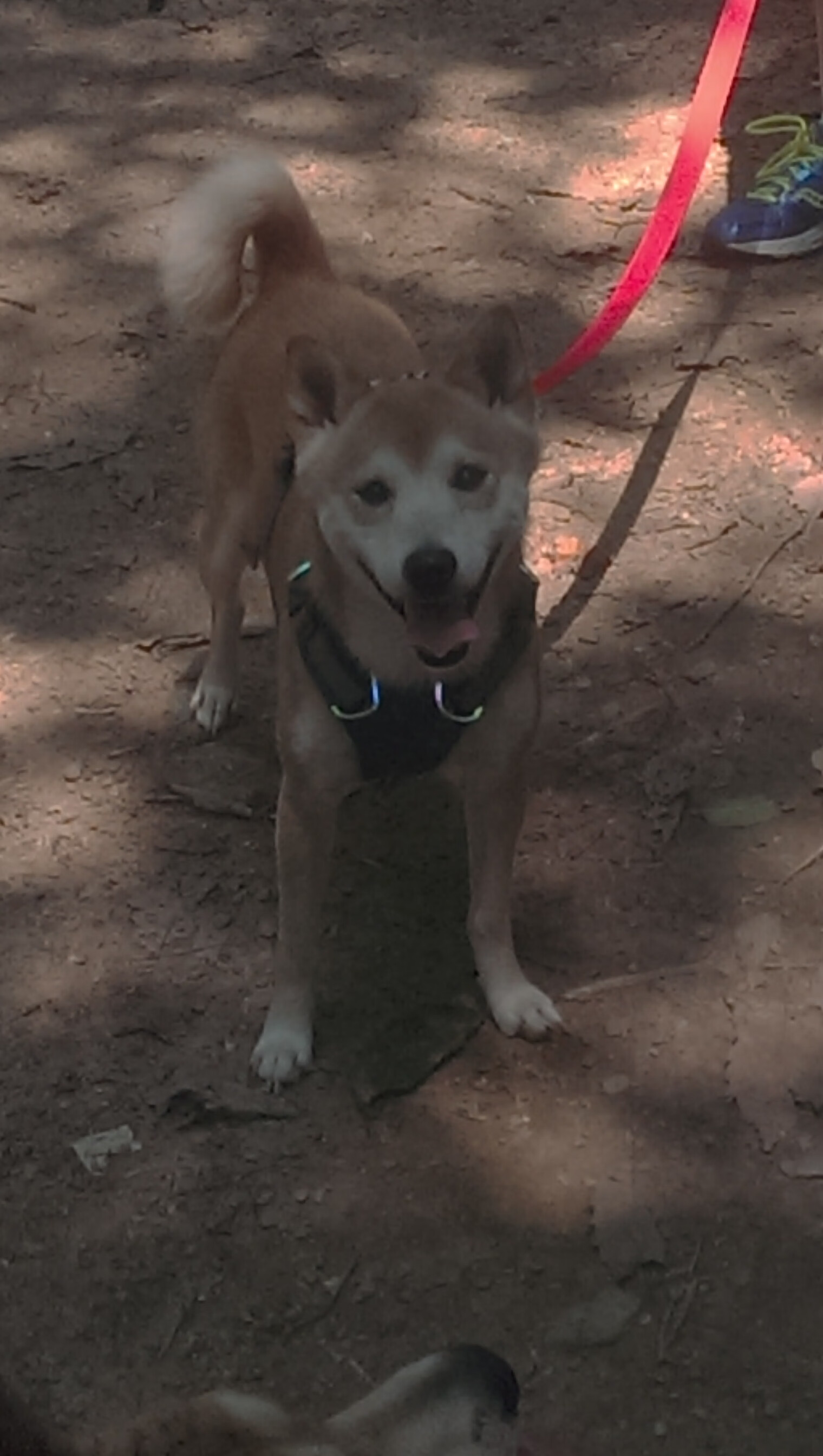 巅峰时速，F1终极决战上演，北京队绝杀深圳队称王