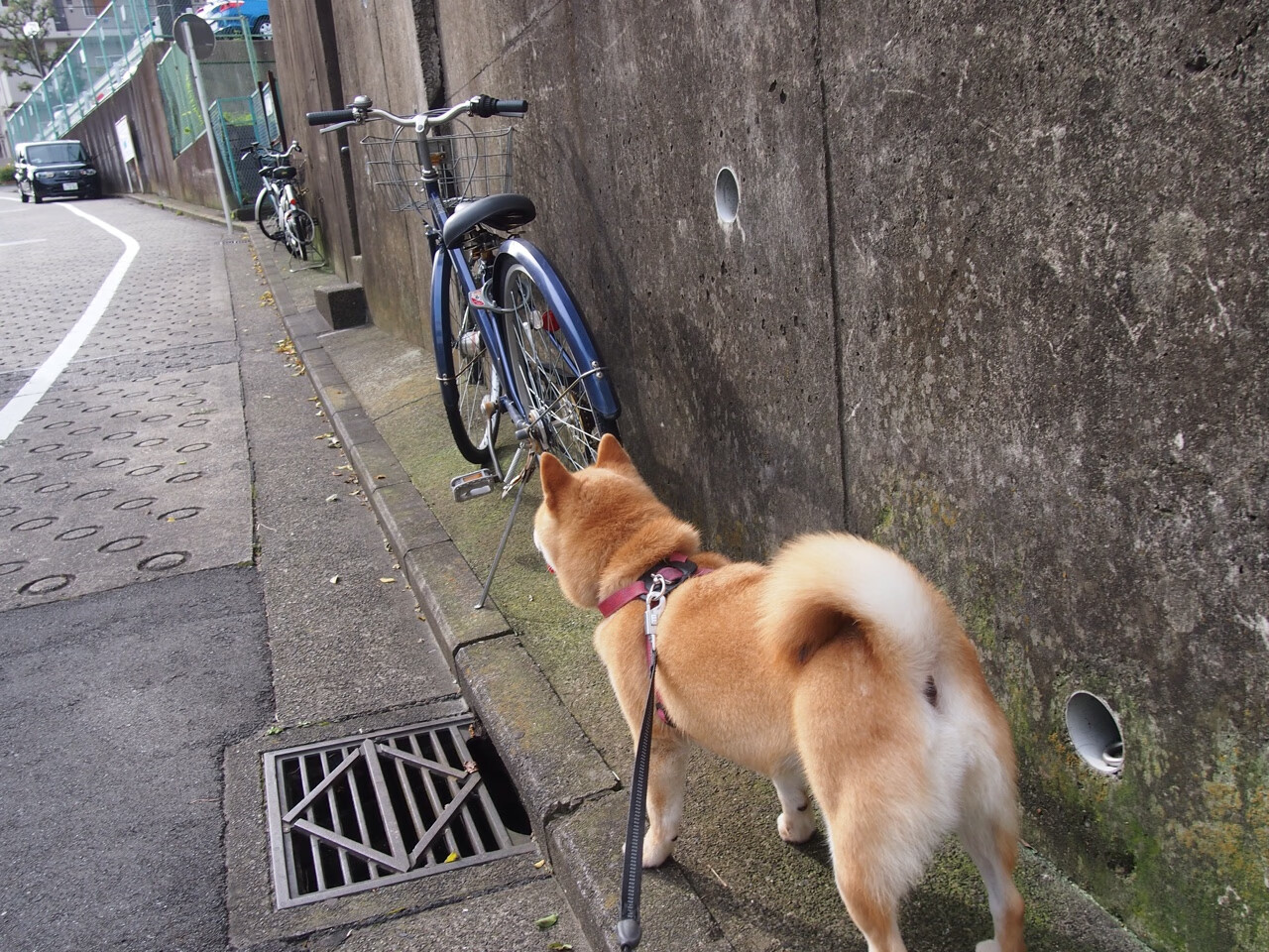 当意甲焦点战遇上西亚卡姆之夜，一场跨越时空的星光对决