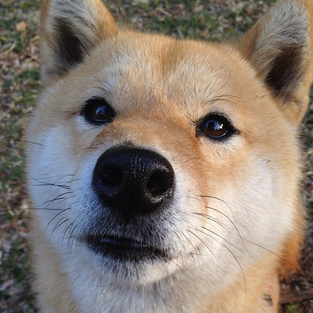 跨越领域的竞技盛宴,雄鹿欧冠级表现提前终结鹈鹕悬念