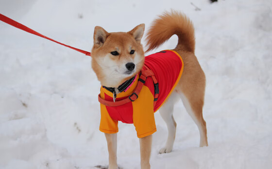 考古报告，编号2023-BVB-001战术化石分析—格纳布里与比利亚雷亚尔的时空裂隙