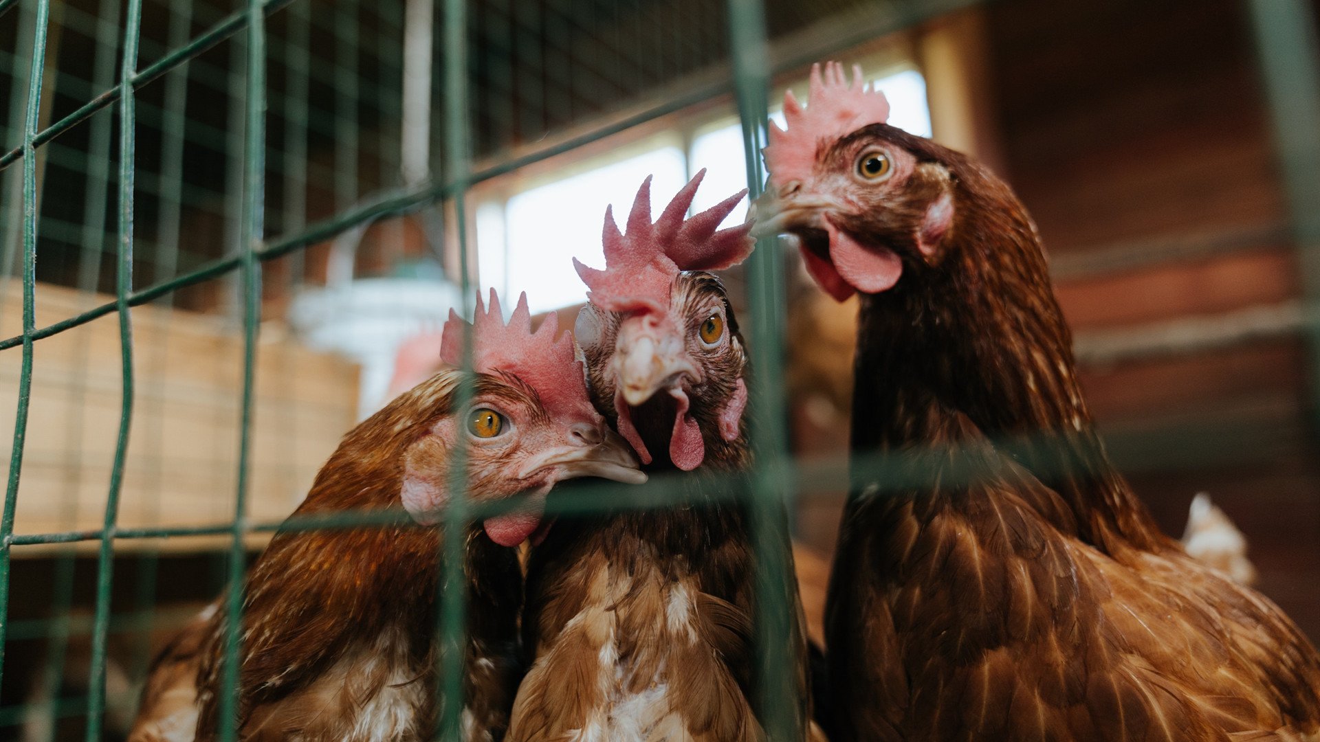 捍卫者的觉醒,小贾伦在沪鹕焦点战中重塑价值