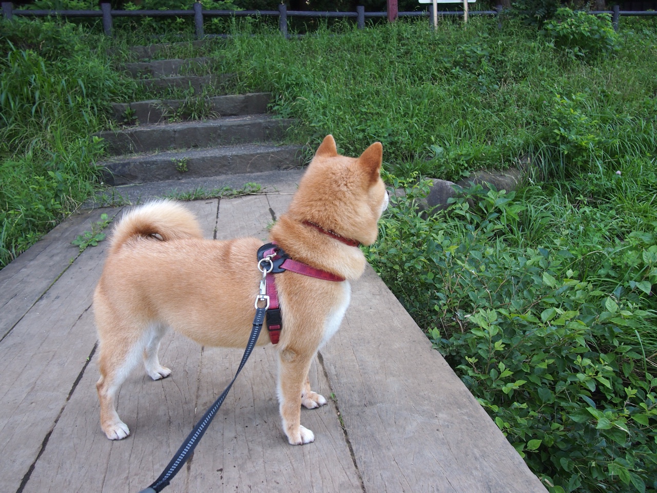 佛罗伦萨的现代米开朗基罗，当坎特用断抢与奔袭，在绿茵场凿出胜利雕像