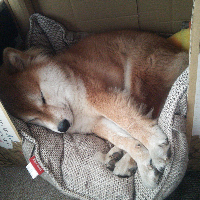 天降紫微星，当英格拉姆刺穿欧冠黑夜，东契奇已在NBA竖起霸权旗帜