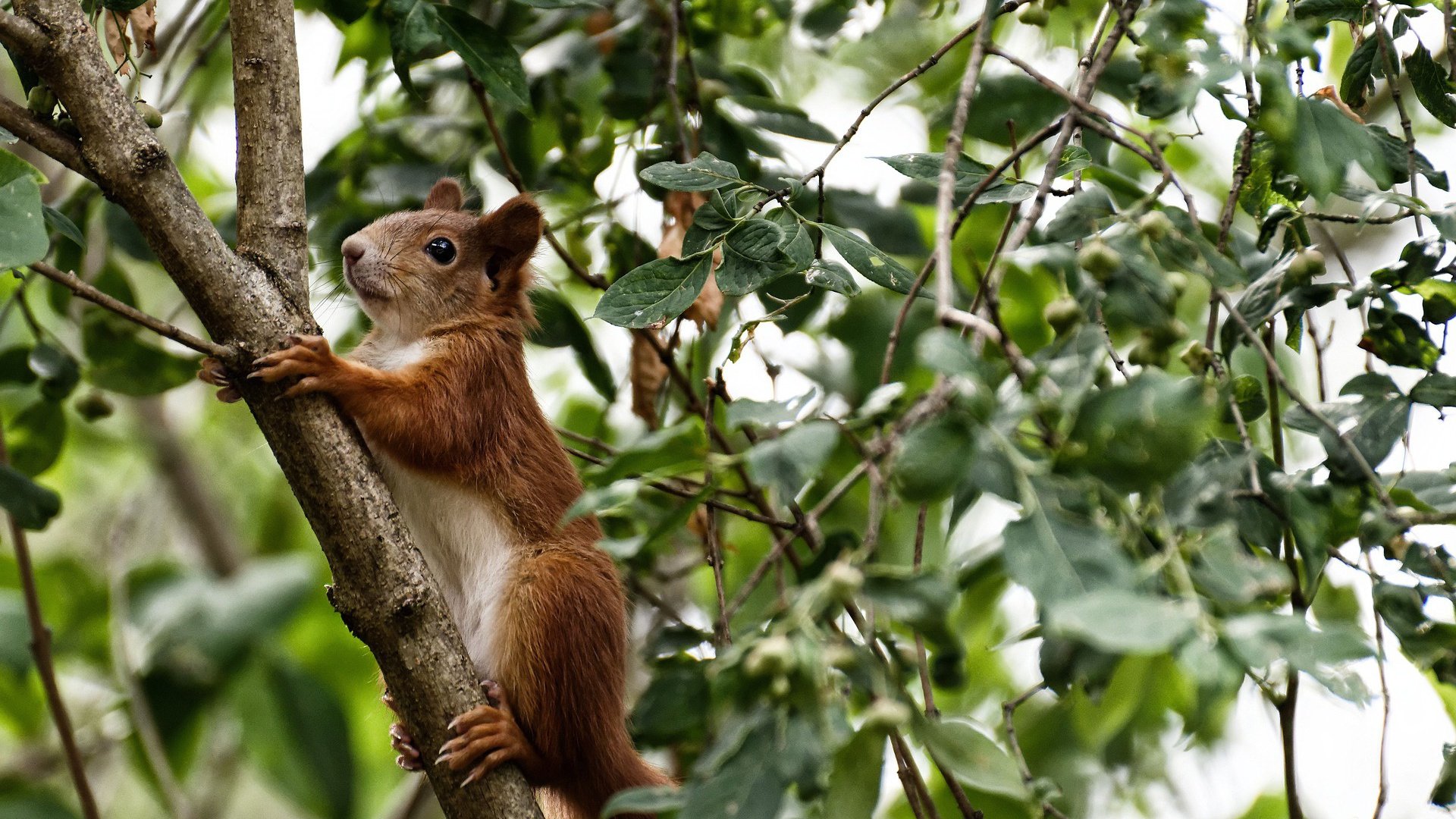 从地狱到天堂，苏亚雷斯只手改写世界版图，安哥拉生死战逆天克罗地亚
