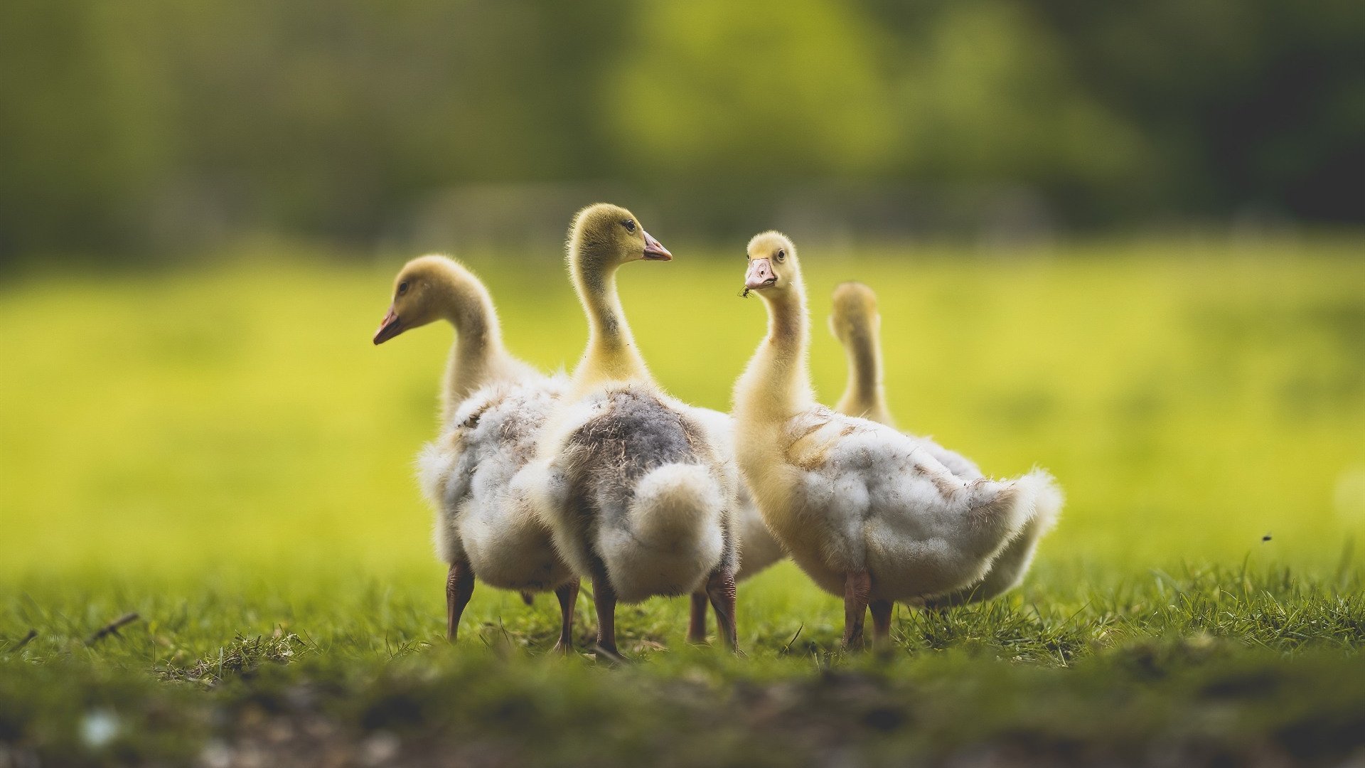 北境新王！猛龙终结活塞六连胜，小浓眉制霸攻防定乾坤